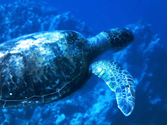 八重干瀬のウミガメ
