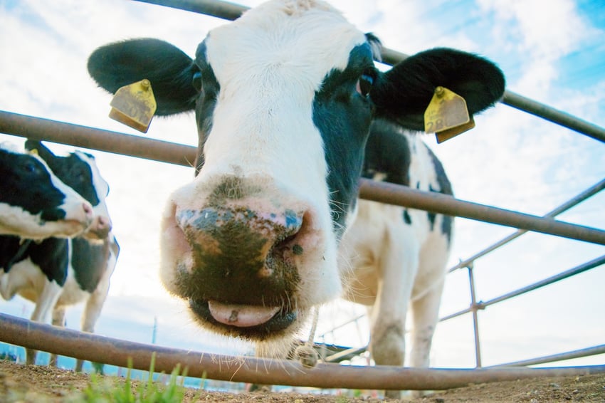 cow